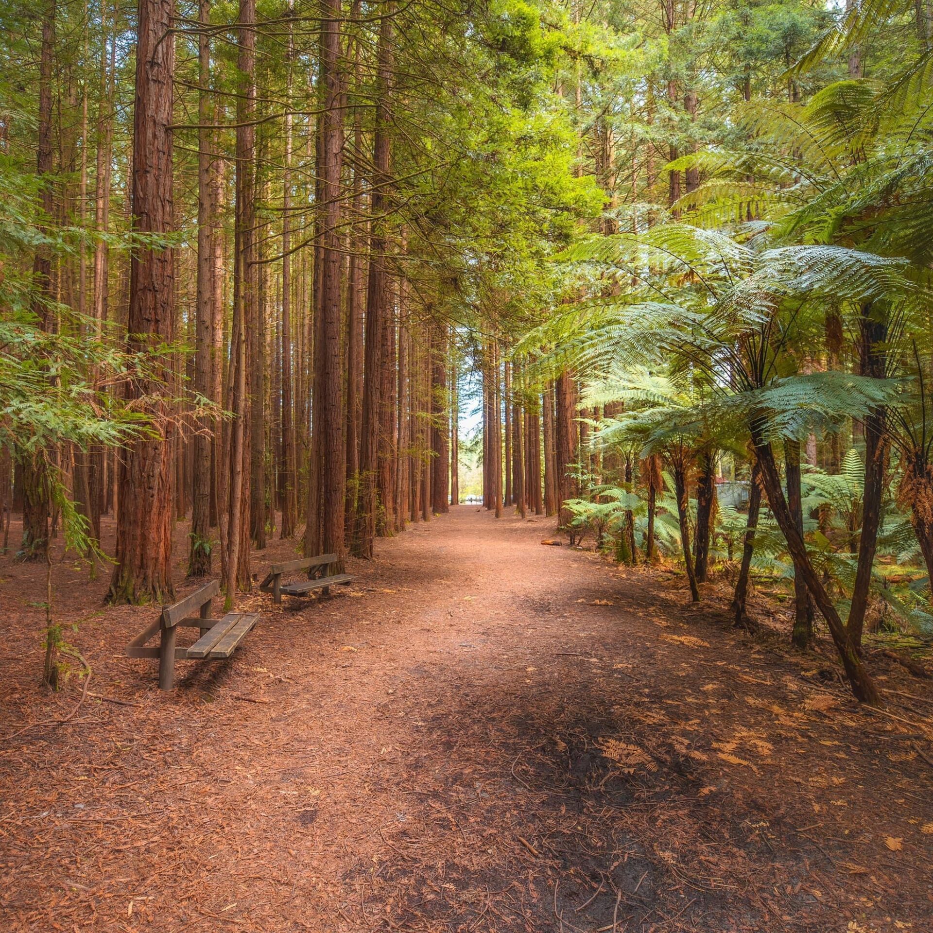 5 Day Tour (4 Day plus extra day Rotorua)